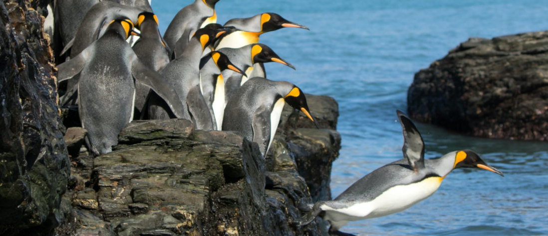 penguins showing leadership