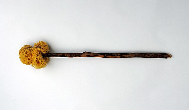Photo of a reproduction of the sponge on a stick, known as a Xylospongium, that Romans used instead of toilet paper 